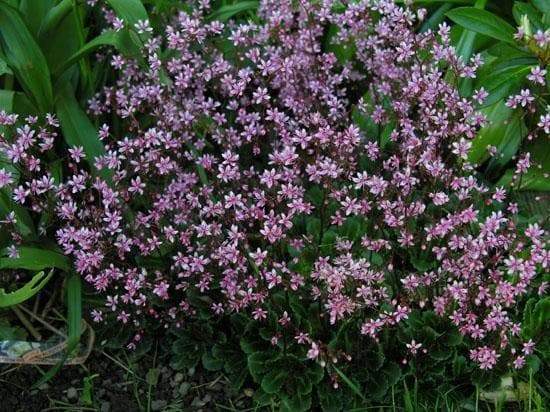 SAXIFRAGA umbrosa 'Elliott's Variety' Seeds, Succulent ,Perennial Groundcover . - Caribbeangardenseed