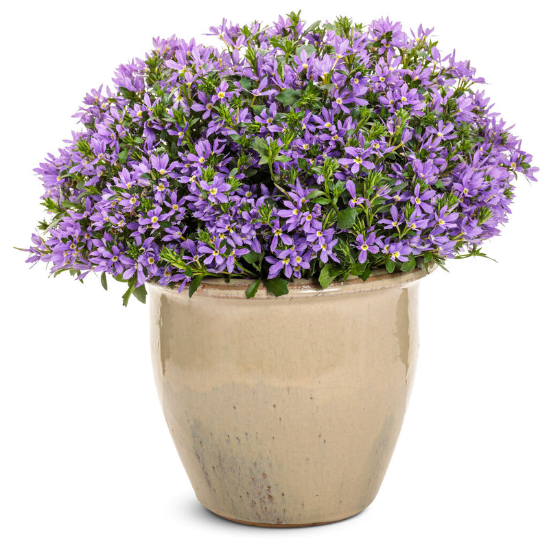 Purple Scaevola Fan Flower | Live Plant | Australian Evergreen Shrub | Zones 9–11 | Pots & Baskets
