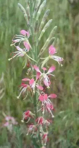 Scarlet Gaura Flowers Seed,  Gaura coccinea, Perennial - Caribbean garden seed