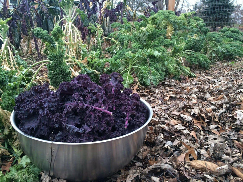 Scarlet Kale Vegetables Seed - microgreens,baby leaf, Ornamental foliage - Caribbeangardenseed