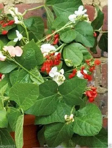 20 Scarlet Runner Bean Mix (Phaseolus Coccineus)Mix of Purple,Red ,White Flowers - Caribbeangardenseed