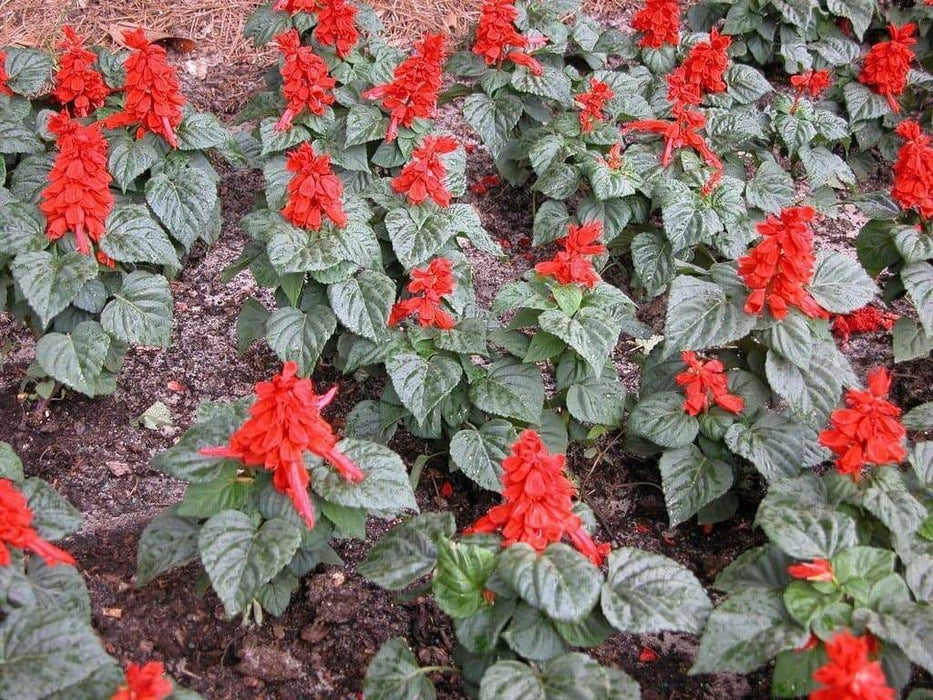 Scarlet Sage (Salvia Coccinea) Flowers seed - Caribbeangardenseed