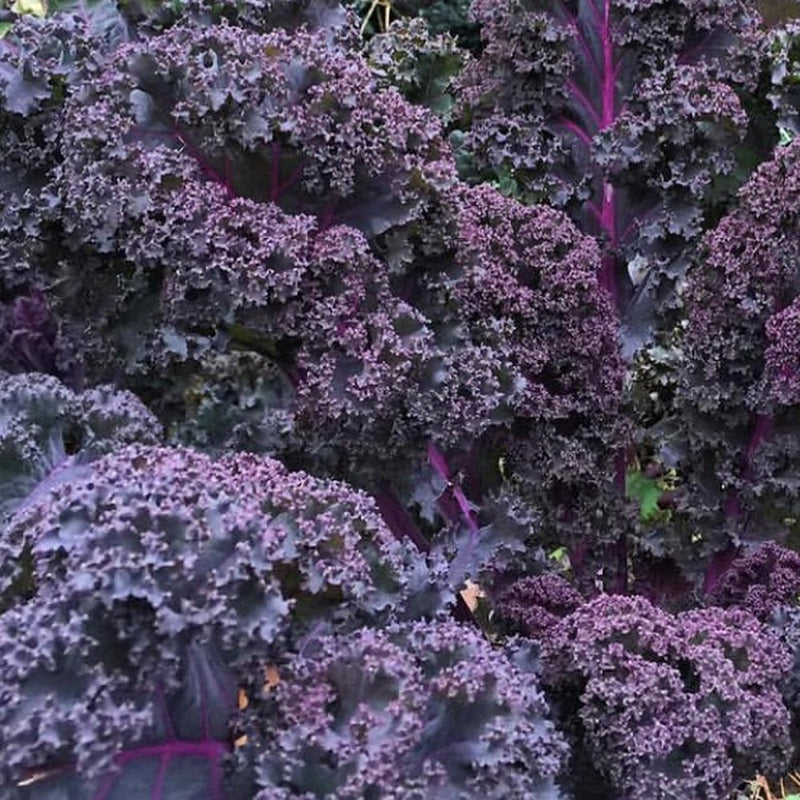 5 Redbor Curly Kale Live Plants