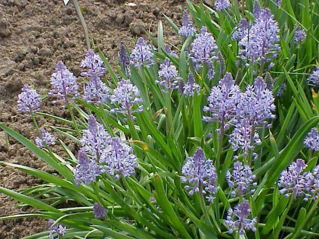 Scilla litardierei 'amethystina',Bulbs. Pepennial - Caribbeangardenseed