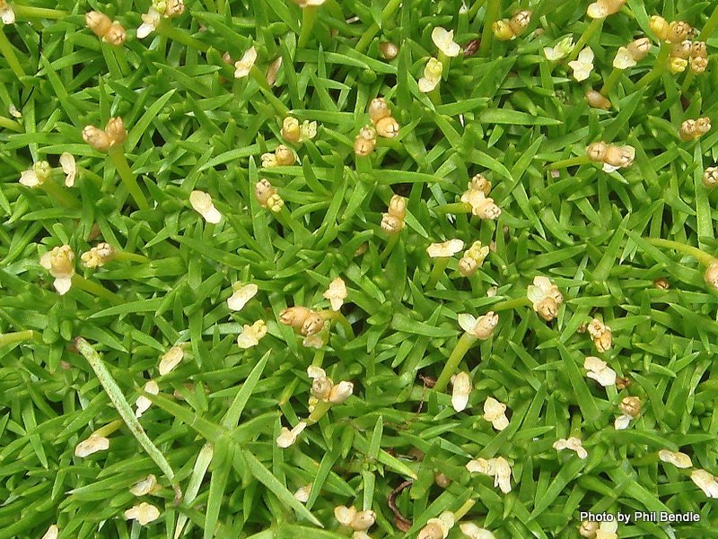 Scleranthus Biflorus ssp. Uniflorus Seeds aka Knawel Cushion. Beautiful moss like perennial, great for stone gardens