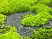 Scleranthus Biflorus ssp. Uniflorus Seeds aka Knawel Cushion. Beautiful moss like perennial, great for stone gardens