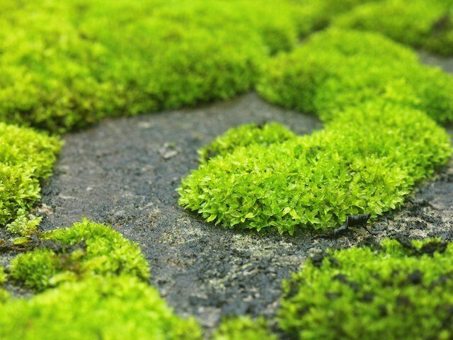 Scleranthus Biflorus ssp. Uniflorus Seeds aka Knawel Cushion. Beautiful moss like perennial, great for stone gardens