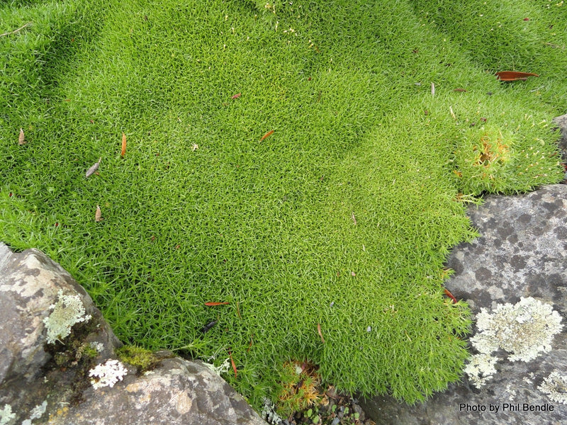 Scleranthus Biflorus ssp. Uniflorus Seeds aka Knawel Cushion. Beautiful moss like perennial, great for stone gardens