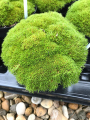 Scleranthus Biflorus ssp. Uniflorus Seeds aka Knawel Cushion. Beautiful moss like perennial, great for stone gardens