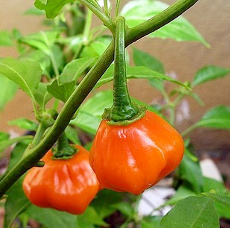 Red Scotch Bonnet Live Plants