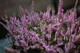 Scotch heather Flowers Seed,(Calluna Vulgaris)  ground cover , Perennial shrub - Caribbean garden seed