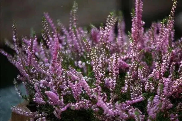 Scotch heather Flowers Seed,(Calluna Vulgaris)  ground cover , Perennial shrub - Caribbean garden seed