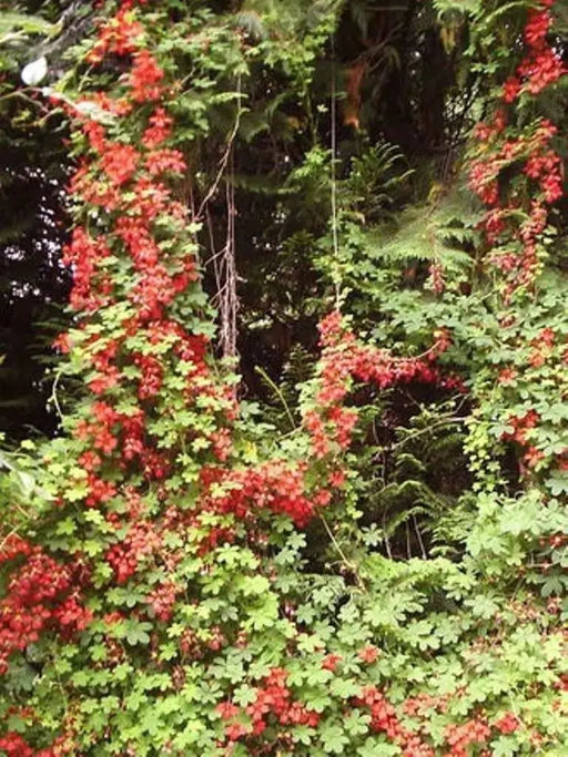 Scottish Flame Flower,Tropaeolum speciosum - Flame Nasturtium, Rare exotic vine,Very rewarding to have in the landscape - Caribbeangardenseed