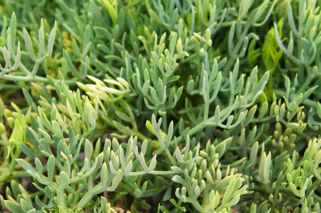 Sea Fennel SEEDS ( Crithmum maritimum) PERENNIAL HERB - Caribbeangardenseed