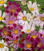 Seashell Cosmos  Flowers Seeds, Cosmos bipinnatus, Annual - Caribbean garden seed