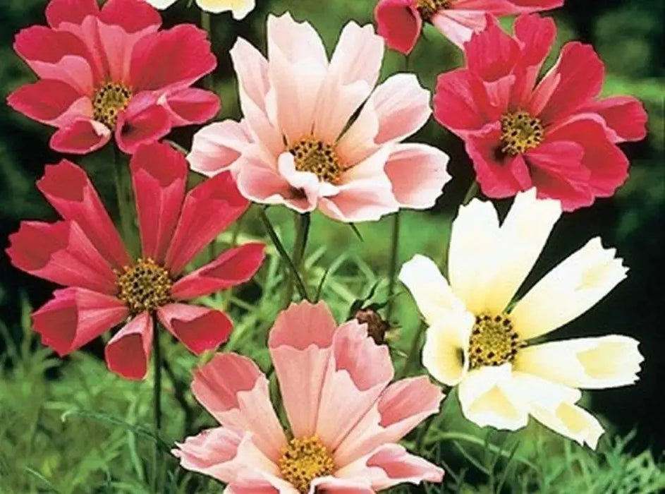 Seashell Cosmos Flowers Seeds, Cosmos bipinnatus, Annual - Caribbeangardenseed