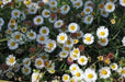 Seaside daisy Seeds (Erigeron glaucus Albus) Perennial flowers, Us Native - Caribbean garden seed