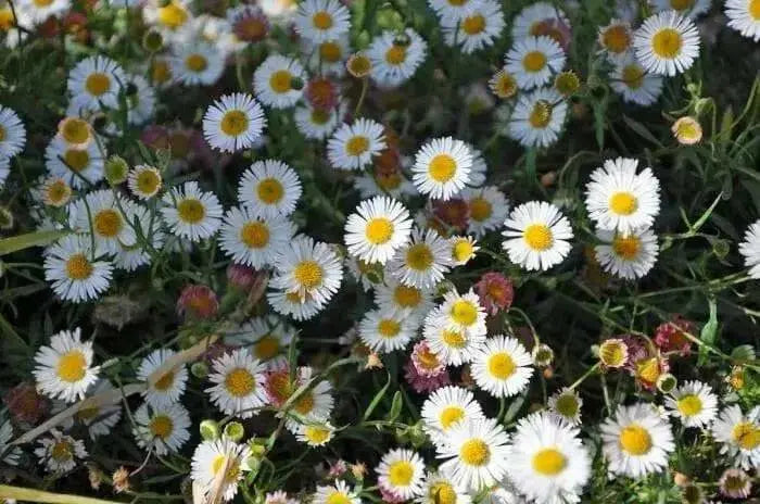 Seaside daisy Seeds (Erigeron glaucus Albus) Perennial flowers, Us Native - Caribbean garden seed