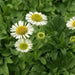 Seaside daisy Seeds (Erigeron glaucus Albus) Perennial flowers, Us Native - Caribbeangardenseed