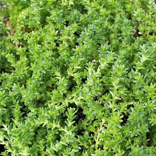 Sedum "Oktoberfest" Seeds,Hardy,Creeping StoneCrop,succulent, groundcover - Caribbeangardenseed