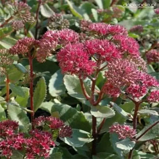 Sedum Seeds,EMPEROR'S WAVES,Sedum telephium, stone-crop, Groundcover - Caribbeangardenseed