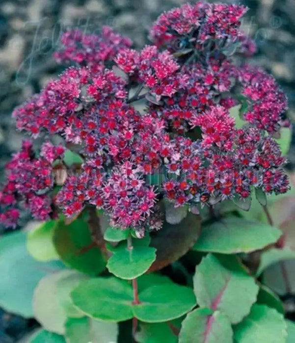 SEDUM ussuriense ,Pink Beacon, Drought Resistant ,Stonecrop - Caribbean garden seed