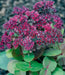 SEDUM ussuriense ,Pink Beacon, Drought Resistant ,Stonecrop - Caribbean garden seed