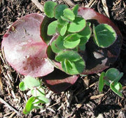 SEDUM ussuriense ,Pink Beacon, Drought Resistant ,Stonecrop - Caribbeangardenseed