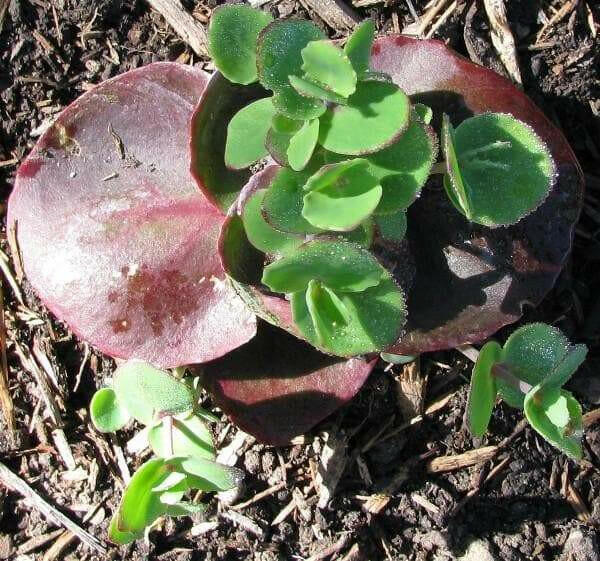 SEDUM ussuriense ,Pink Beacon, Drought Resistant ,Stonecrop - Caribbeangardenseed