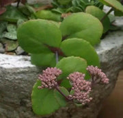 SEDUM ussuriense ,Pink Beacon, Drought Resistant ,Stonecrop - Caribbeangardenseed