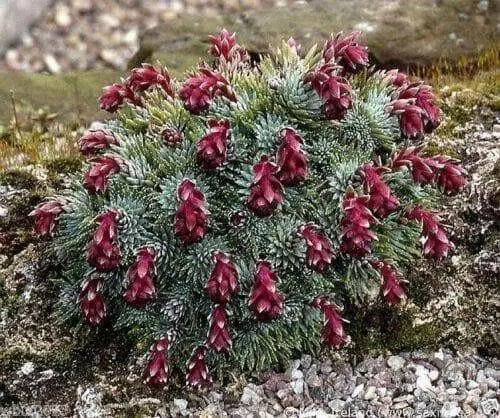 Sempervivum Seeds, Houseleek,mat-forming succulent - Caribbean garden seed