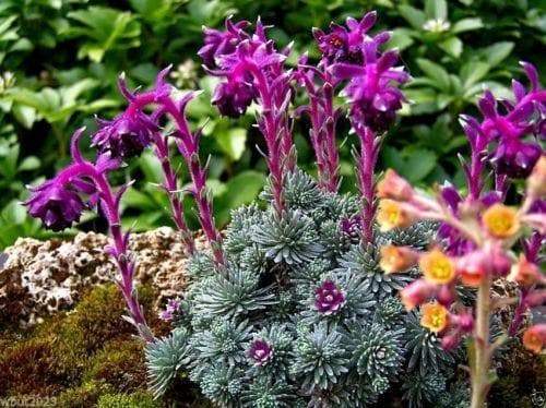 30 Sempervivum Seeds (Saxifraga Sempervivum ) Houseleek,mat-forming succulent - Caribbeangardenseed