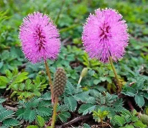 Sensitive Plant Seeds,Touch-Me-Not, - Caribbean garden seed