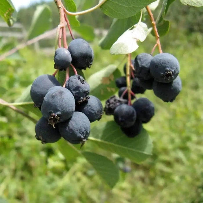 Serviceberry, LIVE PLANT ,Amelanchier alnifolia - Caribbeangardenseed