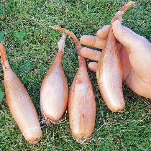 Shallot Seeds "Zebrune" -ANNUAL VEGETABLE - Caribbean garden seed