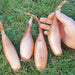 Shallot Seeds "Zebrune" -ANNUAL VEGETABLE - Caribbean garden seed