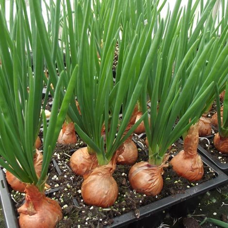 Dutch Red Shallot Sets - Planting Bulbs