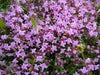 Shepherd's Thyme Seeds (,THYMUS serpyllum hort.) Organic Perennial Herb - Caribbeangardenseed