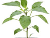 Live Plant- Shishito pepper, Asian Vegetable, Capsicum annuum - Caribbeangardenseed