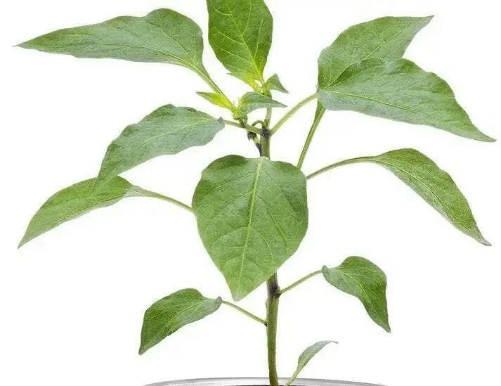 Shishito Sweet Pepper Seeds, Capsicum annum Asian Vegetable - Caribbeangardenseed