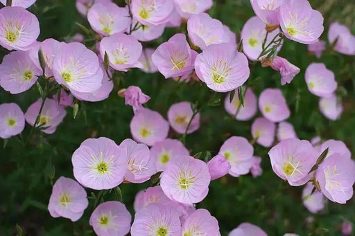 SHOWY EVENING PRIMROSE Seeds , PERENNIAL FLOWERS - Caribbean garden seed