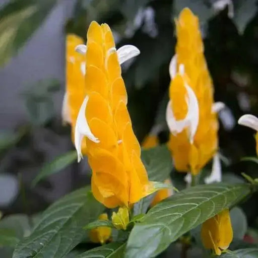 SHRIMP PLANT ( LIVE STARTER PLANT) evergreen shrub - Caribbean garden seed