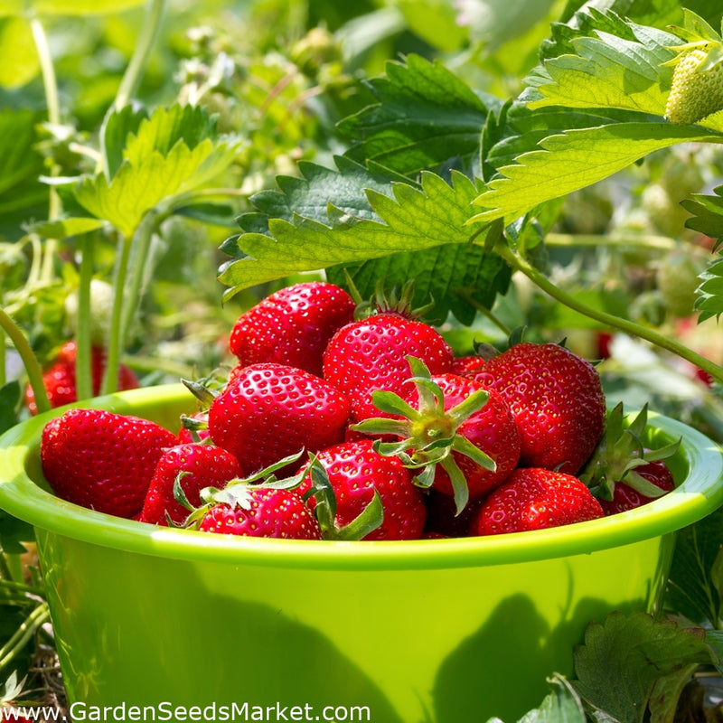 Galletta June-Bearing Strawberry Live Plug Plants