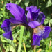 Siberian Iris Blue King ('Bareroot) Bloom,Early and mid-spring, Perennial - Caribbean garden seed