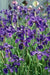 Siberian Iris, MARANTHA, ('Bareroot) ,Perennial FLOWERS - Caribbean garden seed