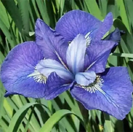 Siberian Iris, Painted Desert ('Bareroot)  Perennial - Caribbean garden seed