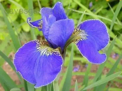 Siberian Iris, Silver Edge ('Bareroot)  Perennial - Caribbean garden seed