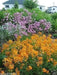 Siberian Wallflower Seeds(Cheiranthus Allionii) Biennial flowers - Caribbean garden seed