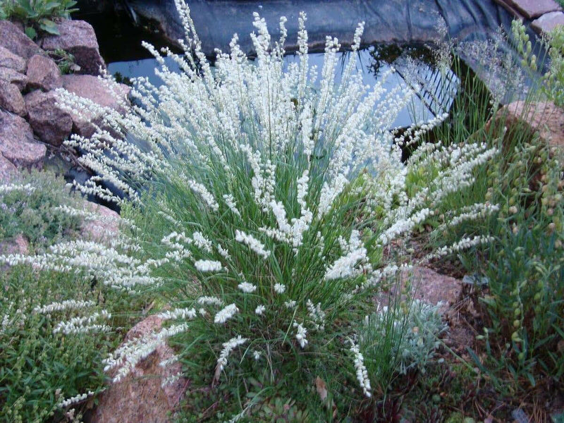 Silky Spike Melic (Melica ciliata) Ornamental Grass Seeds - Caribbeangardenseed
