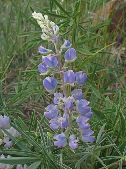 Lupine Seeds - Lupinus argenteus ,SILVERLEAF LUPINE- perennial Wildflower Seeds - Caribbeangardenseed